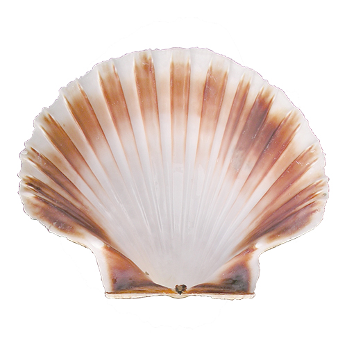 Oester schelp Ø12cm Oester schelp Ø12cm