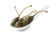 Tapas lepel Cuchara - 6 st., HENDI, 6 st., 130x43x(H)26mm Tapas lepel Cuchara - 6 st., HENDI, 6 st., 130x43x(H)26mm